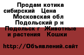 Продам котика сибирский › Цена ­ 2 000 - Московская обл., Подольский р-н, Подольск г. Животные и растения » Кошки   